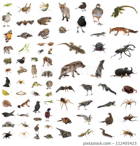 european wildlife in studio european wildlife in studio 112405423