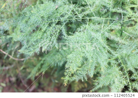 close-up of Asparagus africanus leaves 112405524