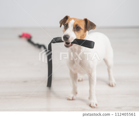 Jack Russell Terrier dog holding a leash and calling for a walk.  112405561