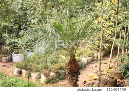 palm trees in the garden 112405569