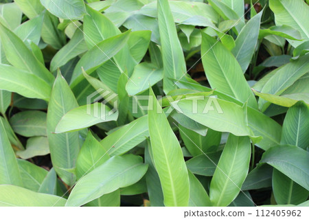 close-up of Heliconia psittacorum leaves close-up of Heliconia psittacorum leaves 112405962
