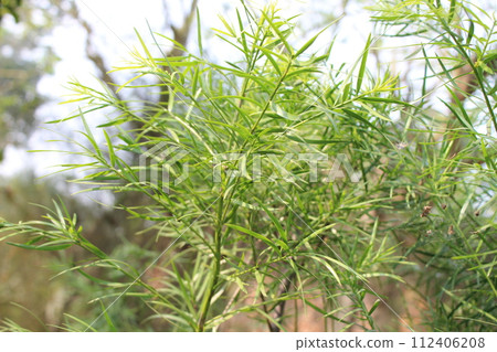close-up of Afrocarpus gracilior young leaves 112406208