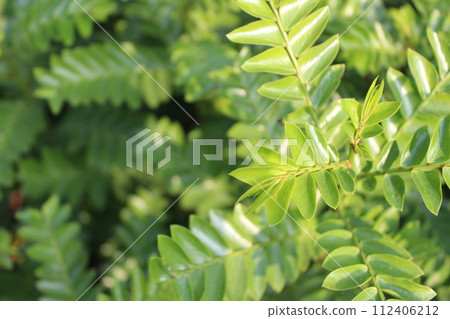 close-up of Anisophyllea disticha leaves 112406212