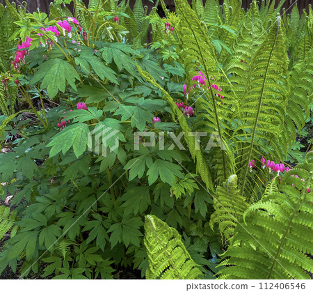 on a flower bed in the city, a dicenter flower bloomed 112406546