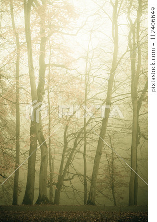 Trees in autumn park foggy day 112406649