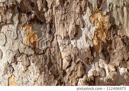 Bark of a tree in a sunlight, Lednice, Czechia Bark of a tree in a sunlight, Lednice, Czechia 112406973
