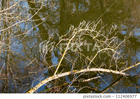 Broken leafless twig in river Dyje, Lednice, Czechia Broken leafless twig in river Dyje, Lednice, Czechia 112406977