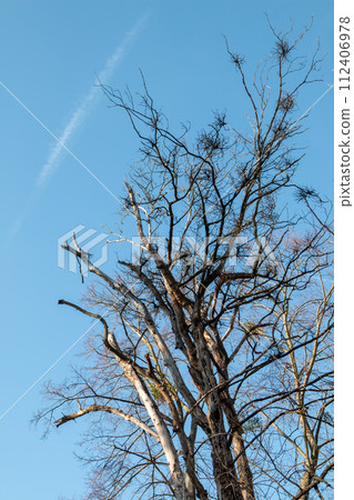 Winter tree and a blue sky, Czechia Winter tree and a blue sky, Czechia 112406978
