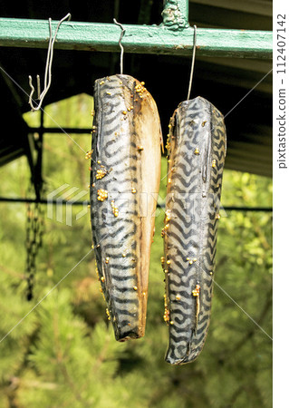 Mackerel fish in the marinade sags before being smoked over a hot fire. The process of cooking hot smoked mackerel 112407142