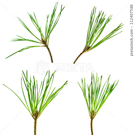 Set of pine branches isolated without shadow. Fresh evergreen pine branches with green needles. 112407586