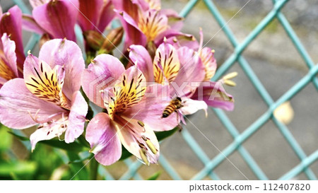 公園裡盛開的粉色六出花 112407820