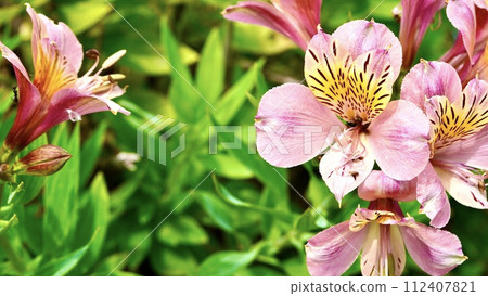 Pink alstroemeria blooming in the park Pink alstroemeria blooming in the park 112407821