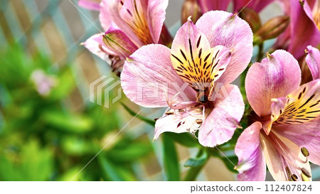 Pink alstroemeria blooming in the park Pink alstroemeria blooming in the park 112407824