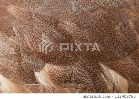 Background with a close-up texture of feathers, a bird's wing. Feathers for design and pattern. Background with a close-up texture of feathers, a bird's wing. Feathers for design and pattern. 112408766