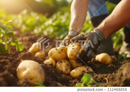 AI-generated content. Hands in gardening gloves harvesting fresh potatoes from the soil on a sunny farm field, ideal for agricultural themes, sustainable farming, and food cultivation educational AI-generated content. Hands in gardening gloves harvesting fresh potatoes from the soil on a sunny farm field, ideal for agricultural themes, sustainable farming, and food cultivation educational 112408850