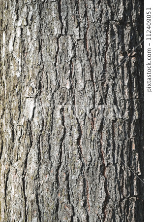 Bark of pine tree. tree bark. Brown texture of the old tree. Natural coniferous bark background Bark of pine tree. tree bark. Brown texture of the old tree. Natural coniferous bark background 112409051
