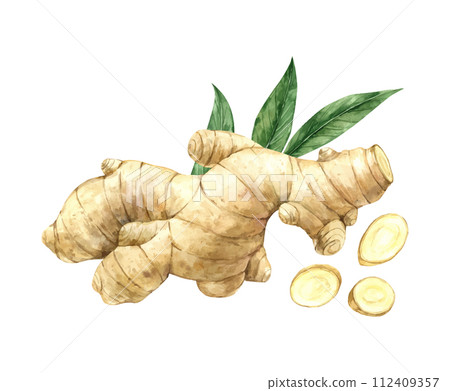 Watercolor drawing of juicy ginger with slices and green leaves. Illustration hand drawn on isolated background, suitable for menu design, packaging, poster, website, textile, invitation, brochure. 112409357