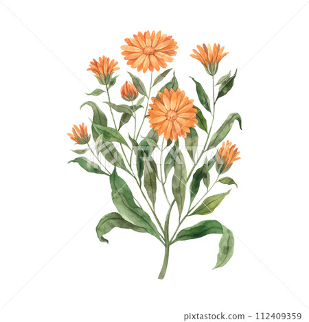 Watercolor orange calendula flower. Illustration hand drawn on isolated background, suitable for menu design, packaging, poster, website, textile, invitation, brochure, textile 112409359