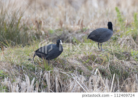 A coot looking for food in the grass 112409724