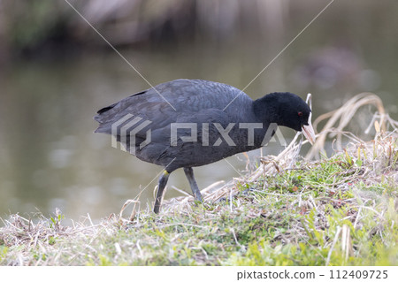 A coot looking for food in the grass 112409725