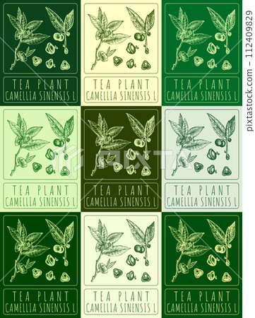 Set of vector drawing TEA PLANT in various colors. Hand drawn illustration. The Latin name is CAMELLIA SINENSIS L. Set of vector drawing TEA PLANT in various colors. Hand drawn illustration. The Latin name is CAMELLIA SINENSIS L. 112409829