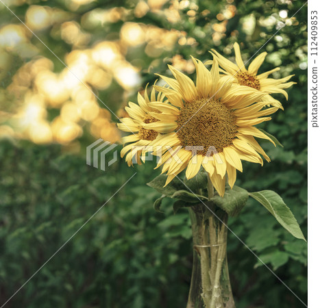 Bouquet of yellow flowers.Beautiful yellow sunflower in a vase. Yellow sunflower with copyspace. Bouquet of yellow flowers.Beautiful yellow sunflower in a vase. Yellow sunflower with copyspace. 112409853