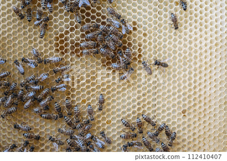 working bees on honey cells. bees on honeycomb in apiary. Honey bees in a beehive on frame. 112410407
