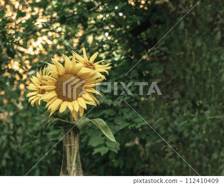 Bouquet of yellow flowers. yellow sunflower in a vase. Yellow sunflower with copyspace. Sunflower . 112410409