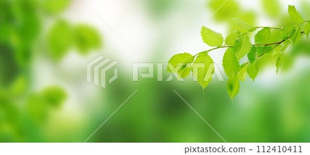 leaves on a tree branch. green spring leaves. close-up, green leaves in the rays of the spring sun. 112410411