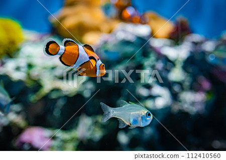 在茨城縣的水族館 112410560