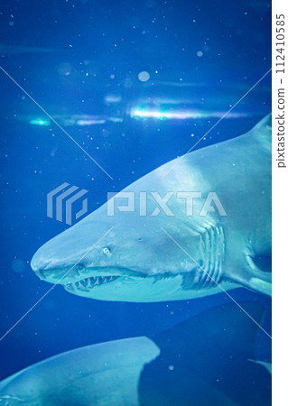在茨城縣的水族館 在茨城縣的水族館 112410585