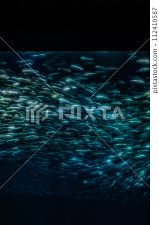 Aquariums in Ibaraki Prefecture Aquariums in Ibaraki Prefecture 112410587