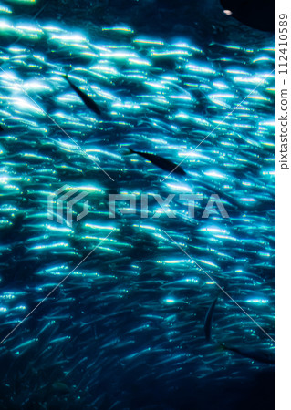 在茨城縣的水族館 在茨城縣的水族館 112410589