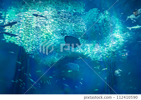 在茨城縣的水族館 在茨城縣的水族館 112410590