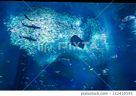 在茨城縣的水族館 在茨城縣的水族館 112410591