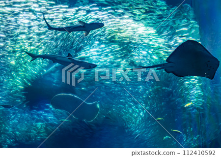 在茨城縣的水族館 在茨城縣的水族館 112410592
