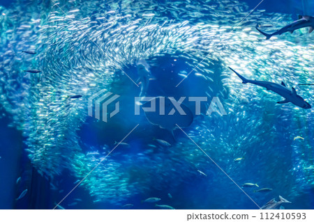 在茨城縣的水族館 在茨城縣的水族館 112410593