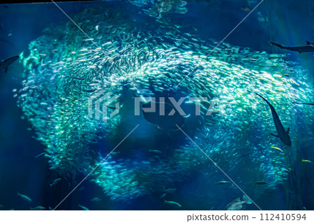 在茨城縣的水族館 在茨城縣的水族館 112410594