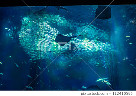 在茨城縣的水族館 在茨城縣的水族館 112410595