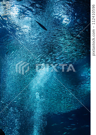 在茨城縣的水族館 112410596