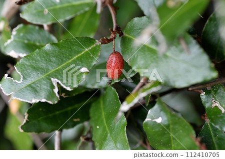 Nawashiromi no Omi 112410705