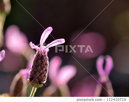 薰衣草花生態攝影 112410719