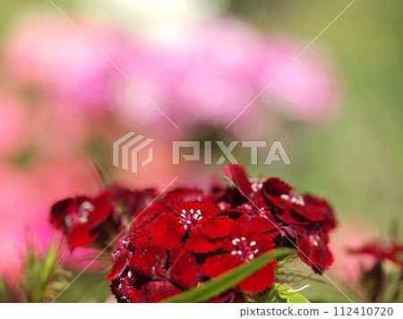 Red dianthus flowers and copy space Red dianthus flowers and copy space 112410720