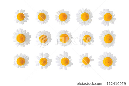Chamomile flowers set isolated on white 112410959