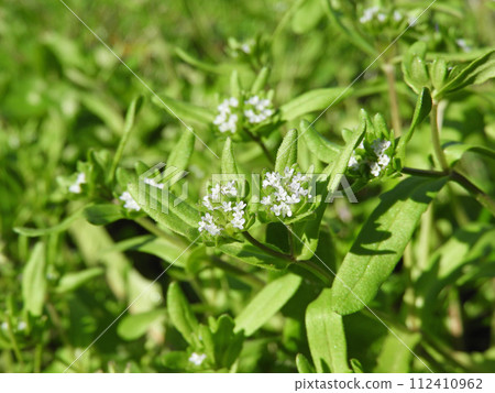 Valerianella locusta or cornsalad small light blue flowers Valerianella locusta or cornsalad small light blue flowers 112410962