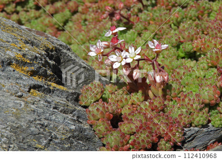 Sedum hirsutum flowering plant on the stone 112410968