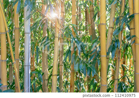 Bamboo stems and leaves in the sunny forest Bamboo stems and leaves in the sunny forest 112410975