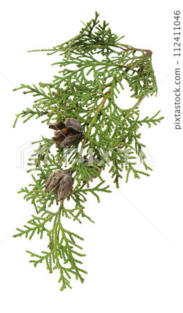 Cypress with cones. Is used for for beauty, skin care, wellness. Alternative medicine. Isolated. Cypress with cones. Is used for for beauty, skin care, wellness. Alternative medicine. Isolated. 112411046