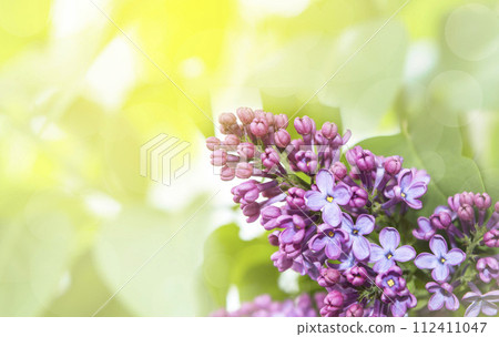 Spring lilac flowers, spring garden. Selective focus at the lilac flowers,  blooming spring flowers. 112411047