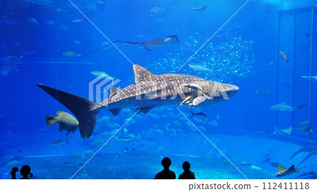 Whale shark of Okinawa Churaumi Aquarium 112411118